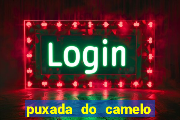 puxada do camelo jogo do bicho